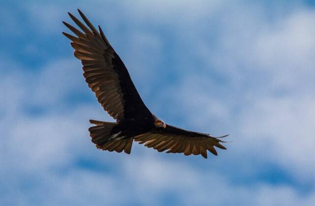 Lesser Yellow-headed Vulture