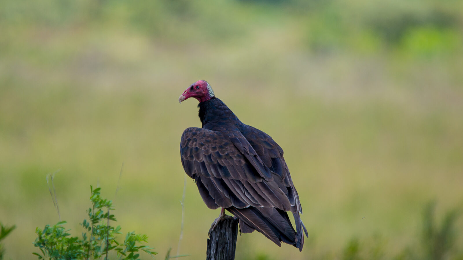 Turkey Vulture
