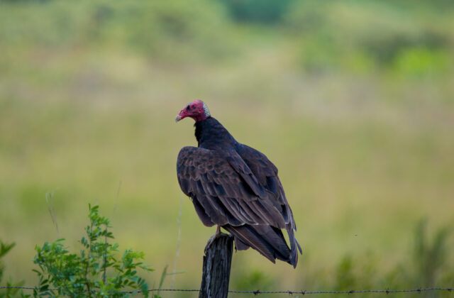 Turkey Vulture