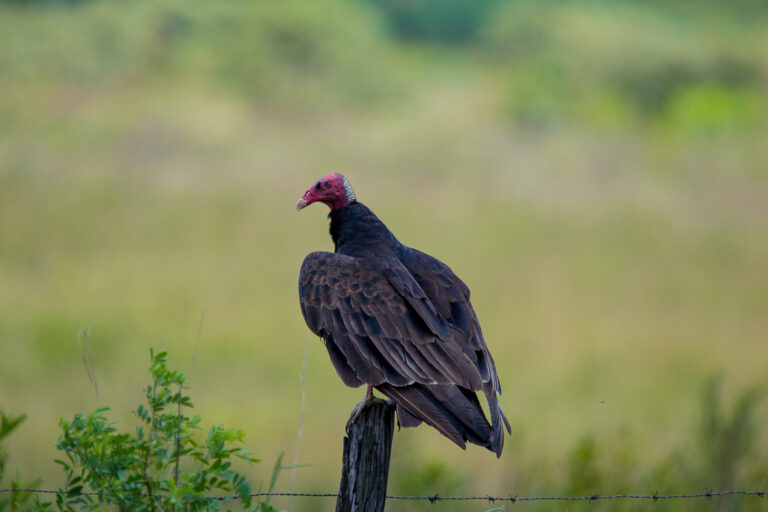 Turkey Vulture