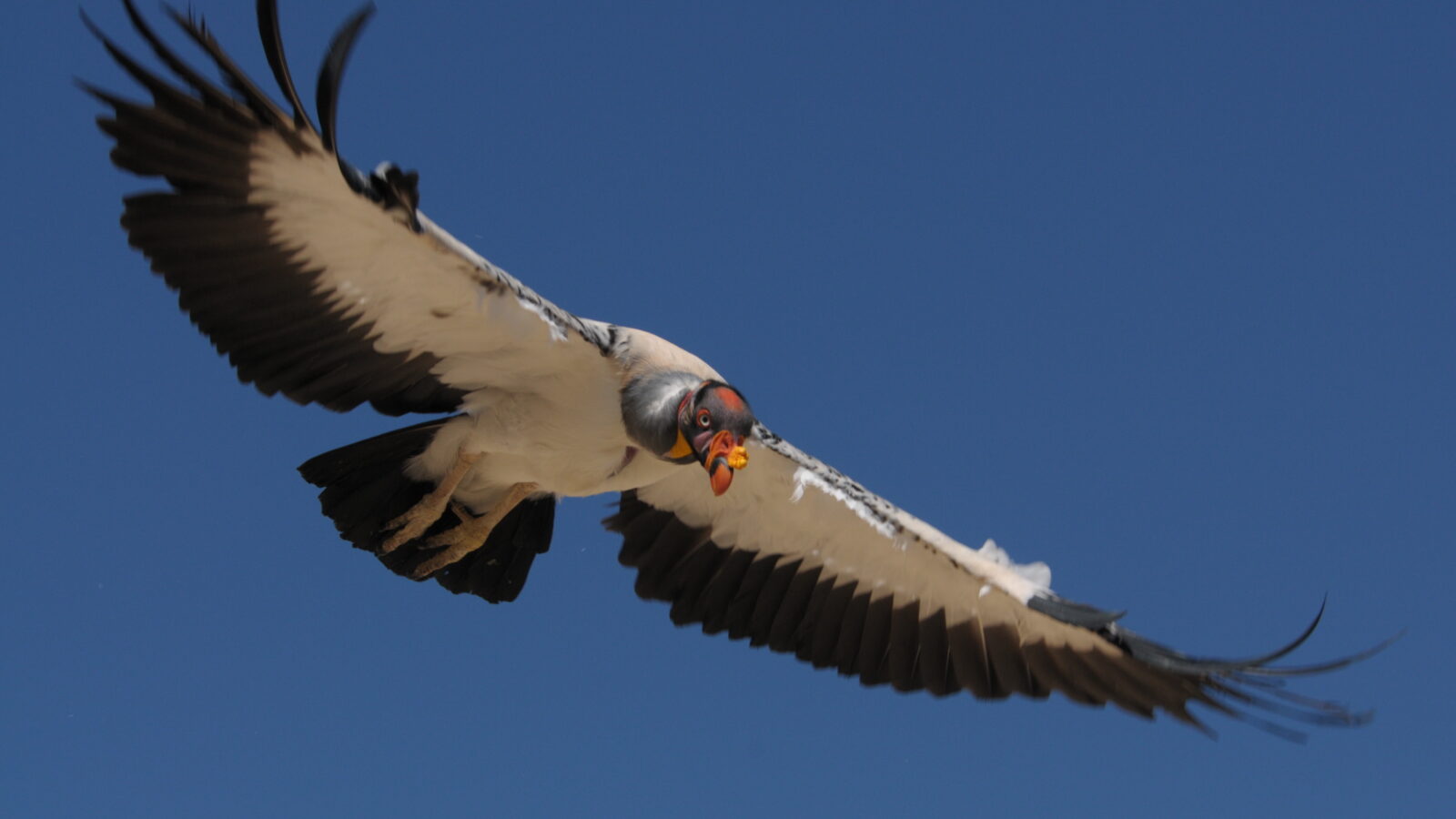 King Vulture