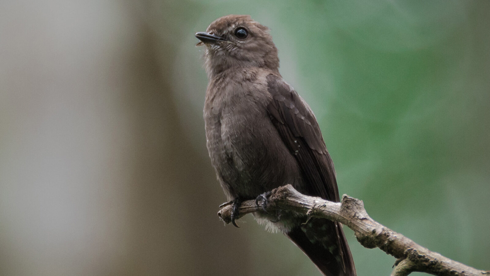 Ussher’s Flycatcher