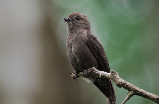 Ussher’s Flycatcher