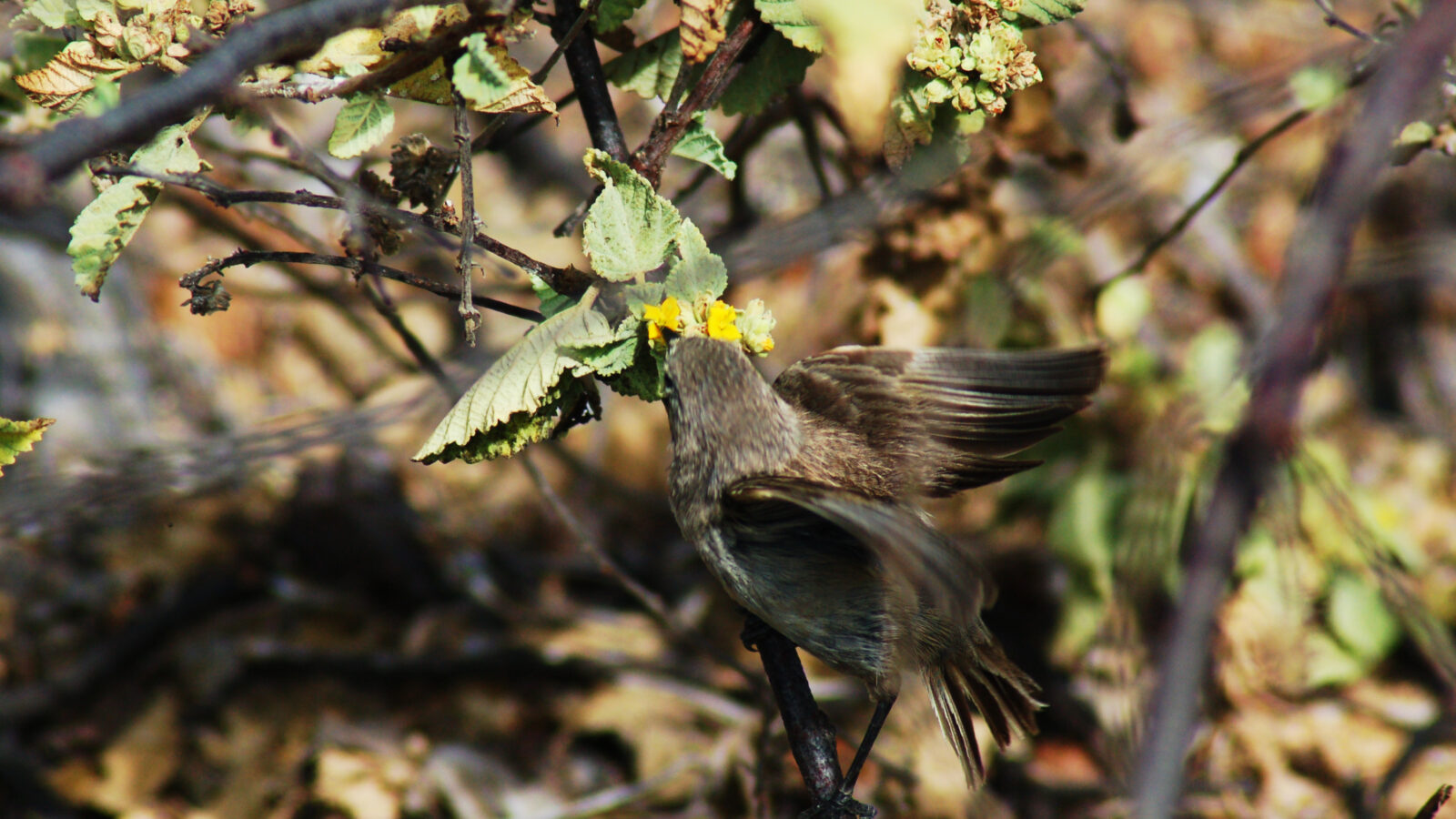 Vampire Ground Finch