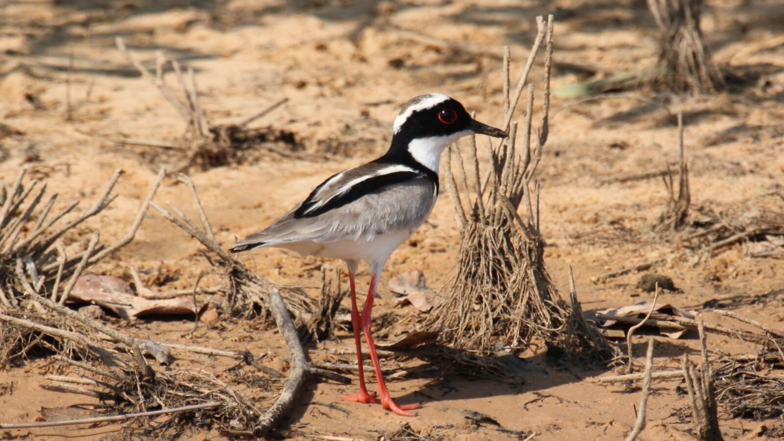 Pied Plover