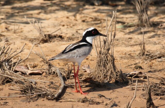 Pied Plover