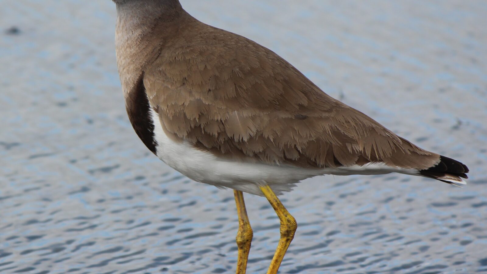 Grey-headed Lapwing