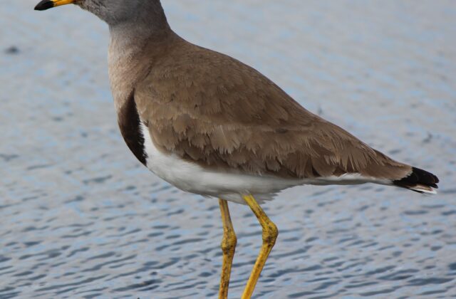 Grey-headed Lapwing