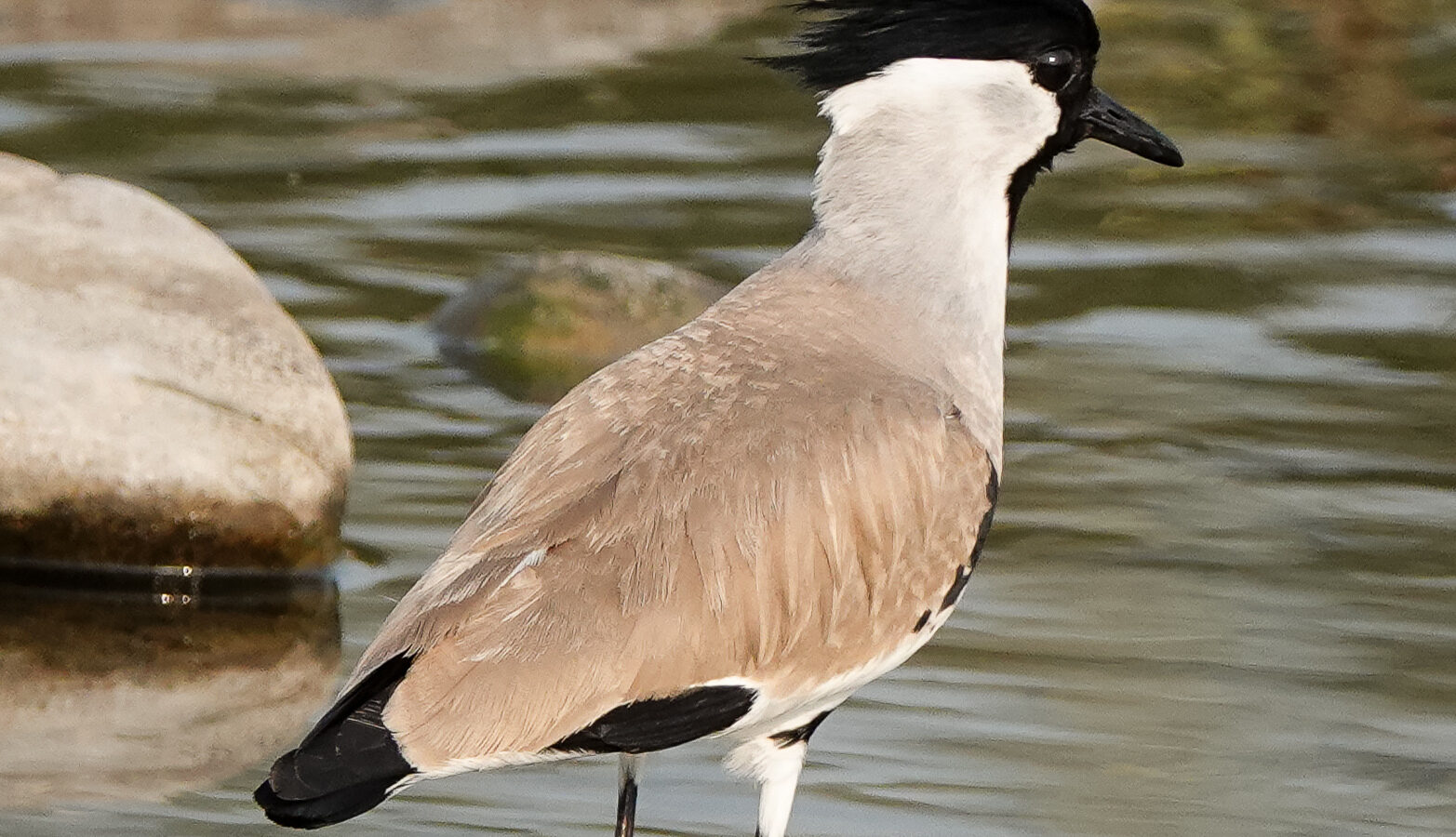 River Lapwing