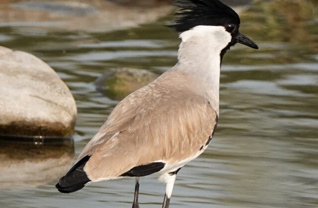 River Lapwing
