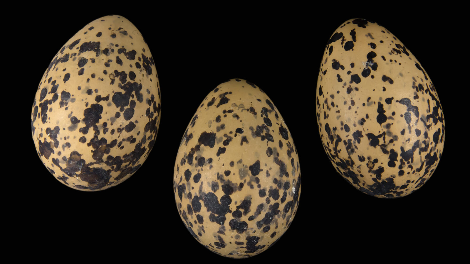 Red-wattled Lapwing