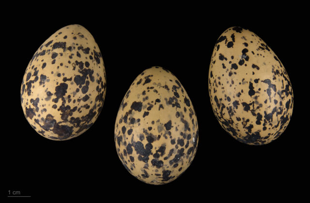 Red-wattled Lapwing