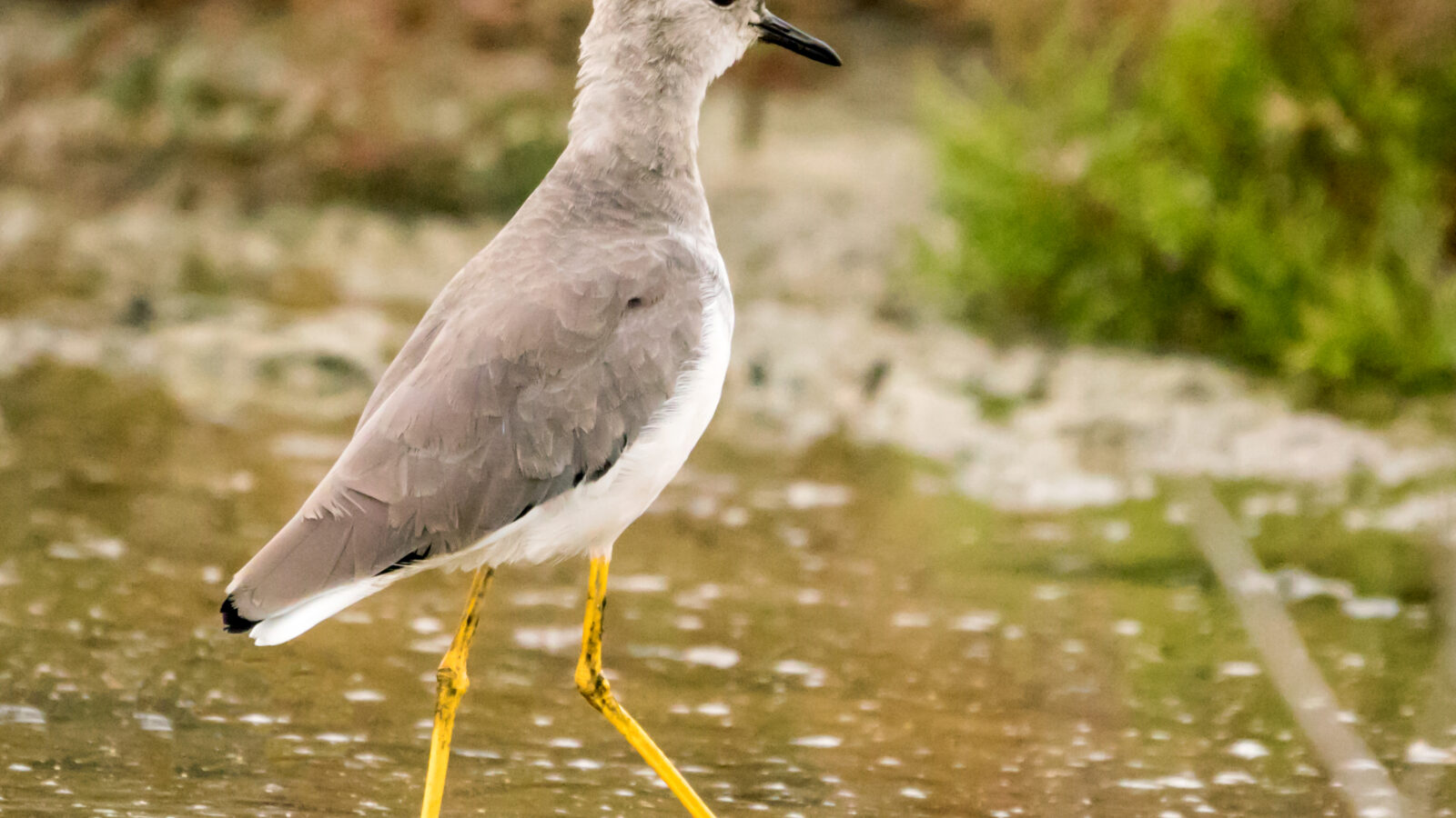 White-tailed Lapwing