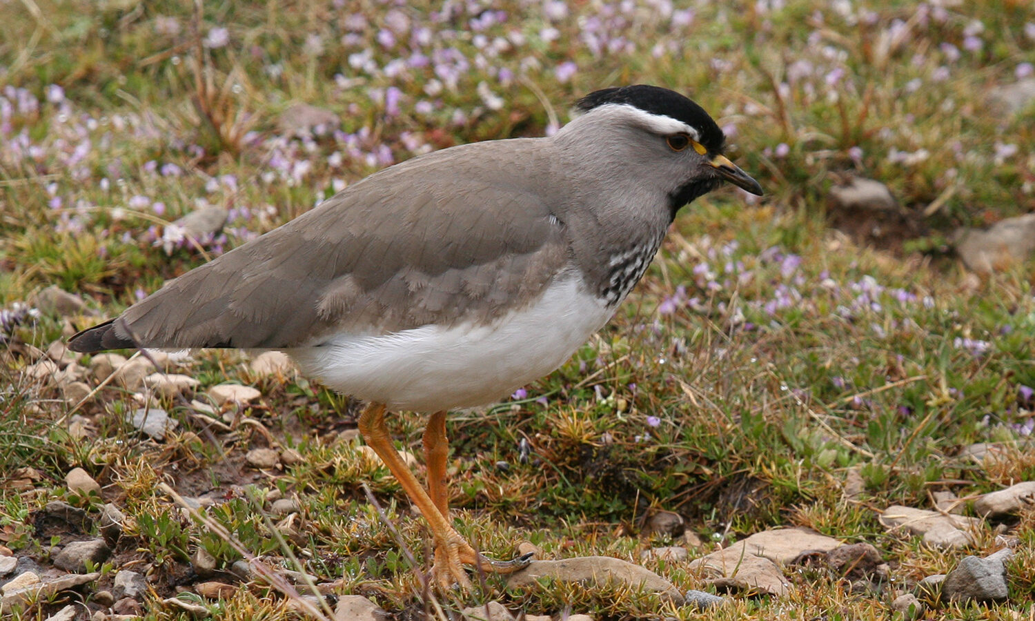 Spot-breasted Lapwing