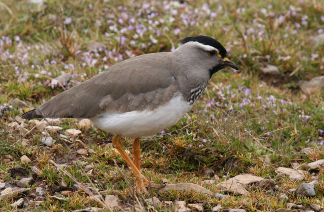 Spot-breasted Lapwing