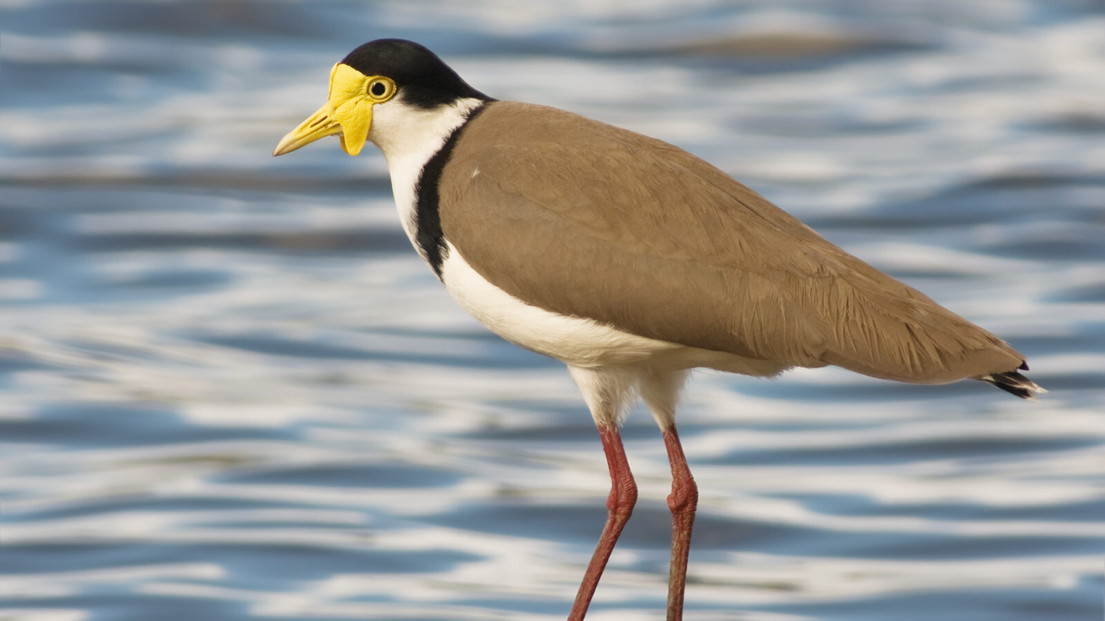Masked Lapwing