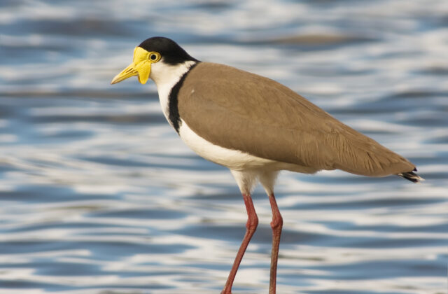 Masked Lapwing