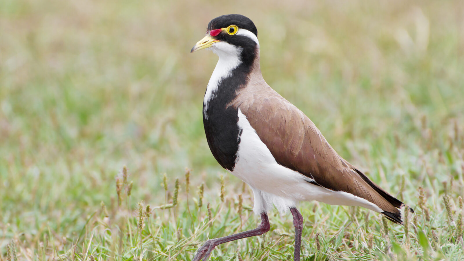 Banded Lapwing
