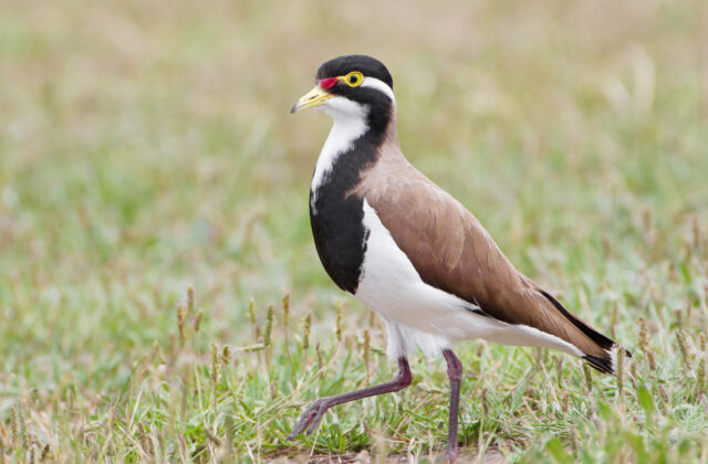 Banded Lapwing