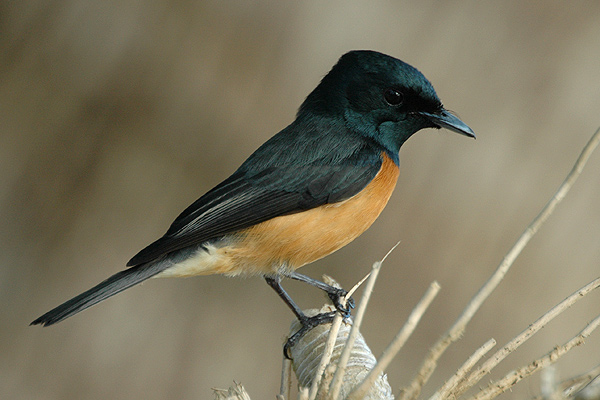 Vanikoro Flycatcher