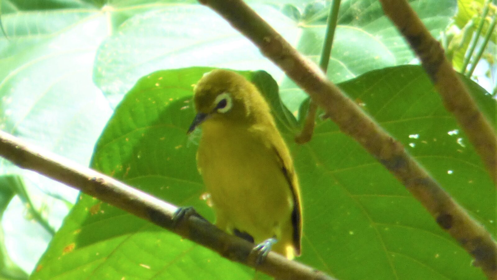 Vanuatu White-eye