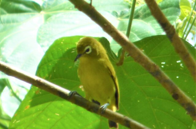 Vanuatu White-eye