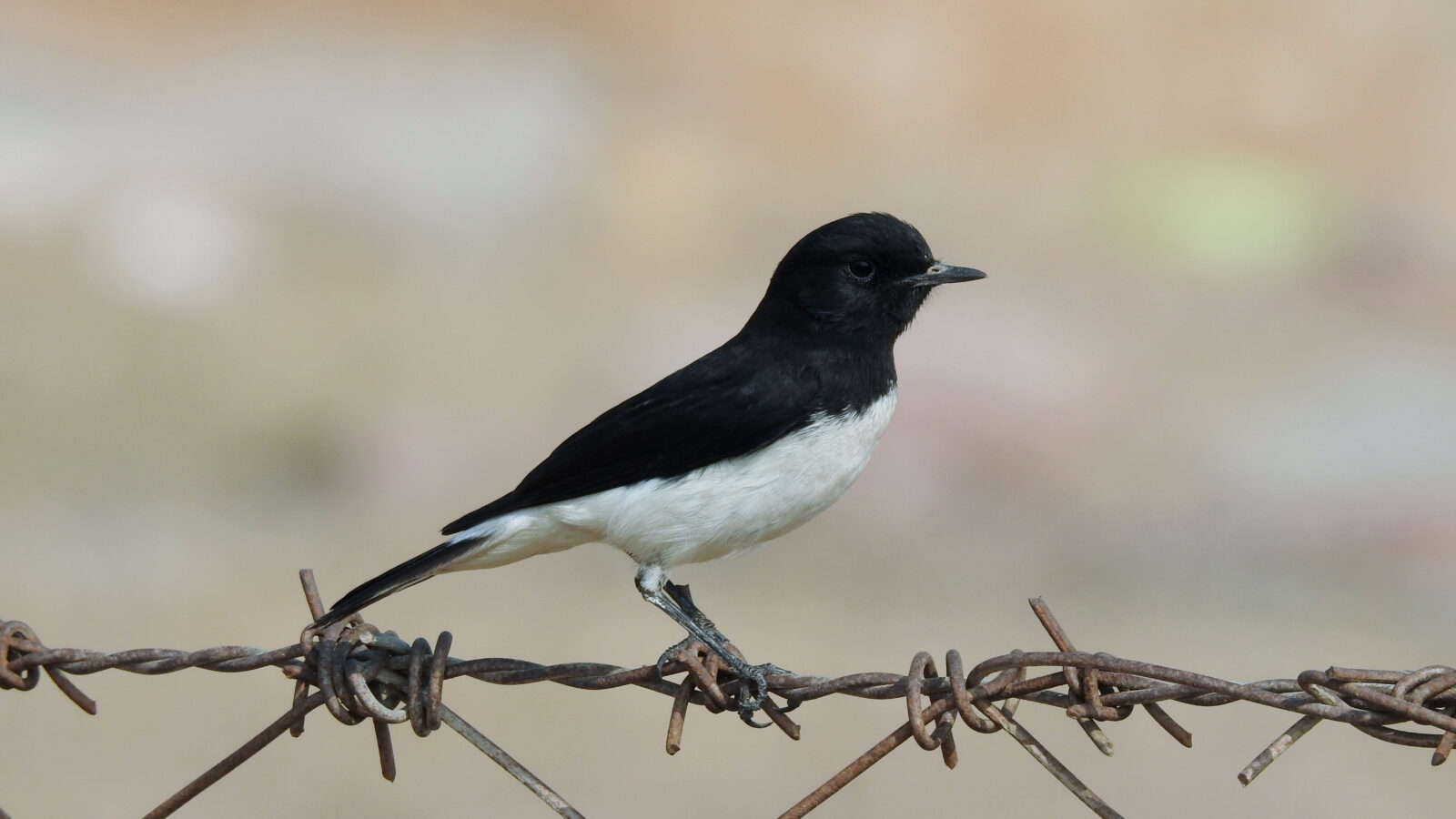 Variable Wheatear