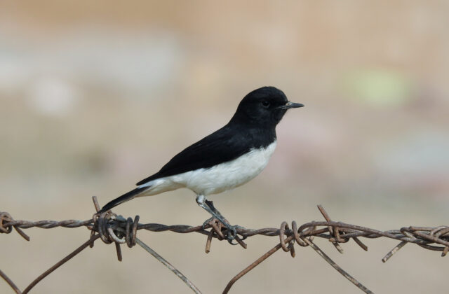 Variable Wheatear