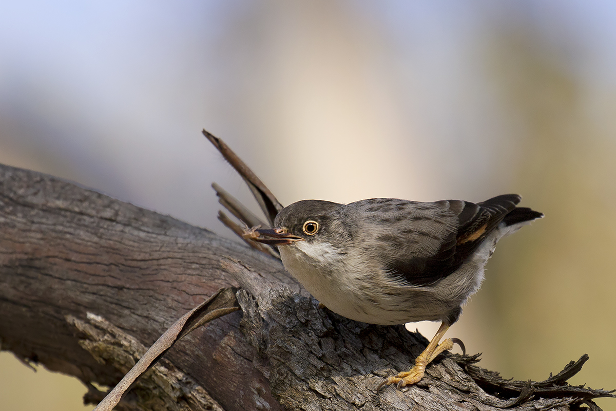 Varied Sittella