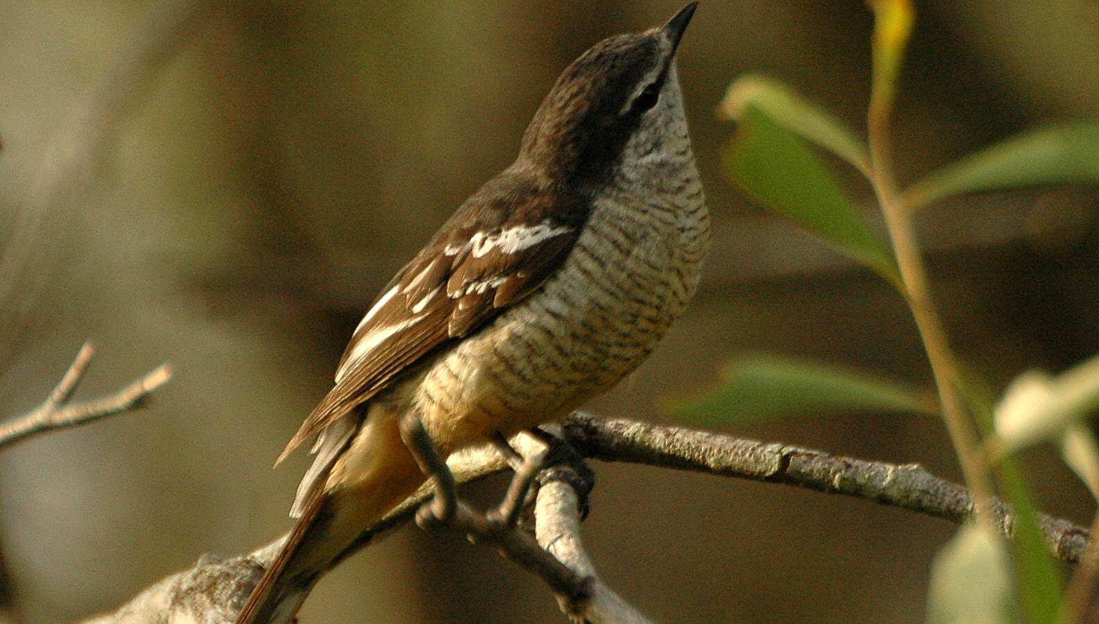 Varied Triller