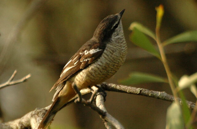 Varied Triller