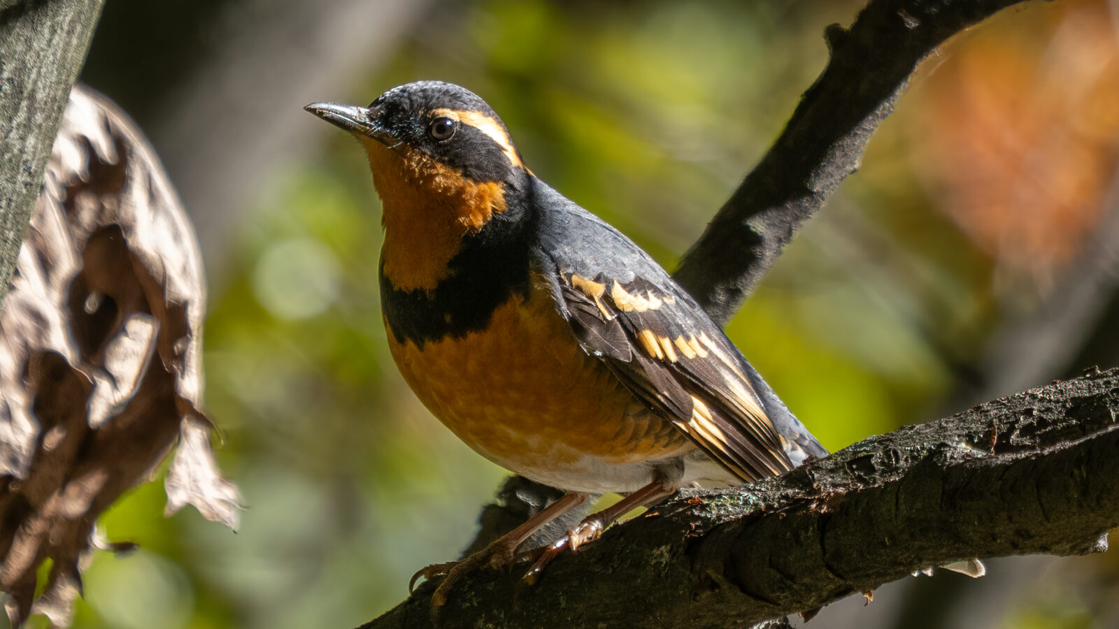 Varied Thrush