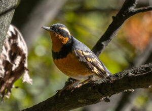 Varied Thrush