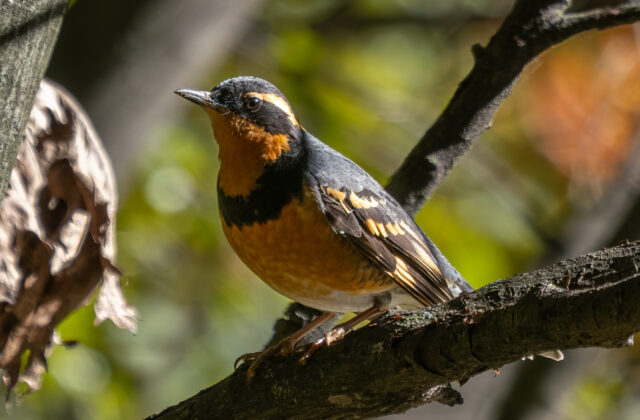 Varied Thrush