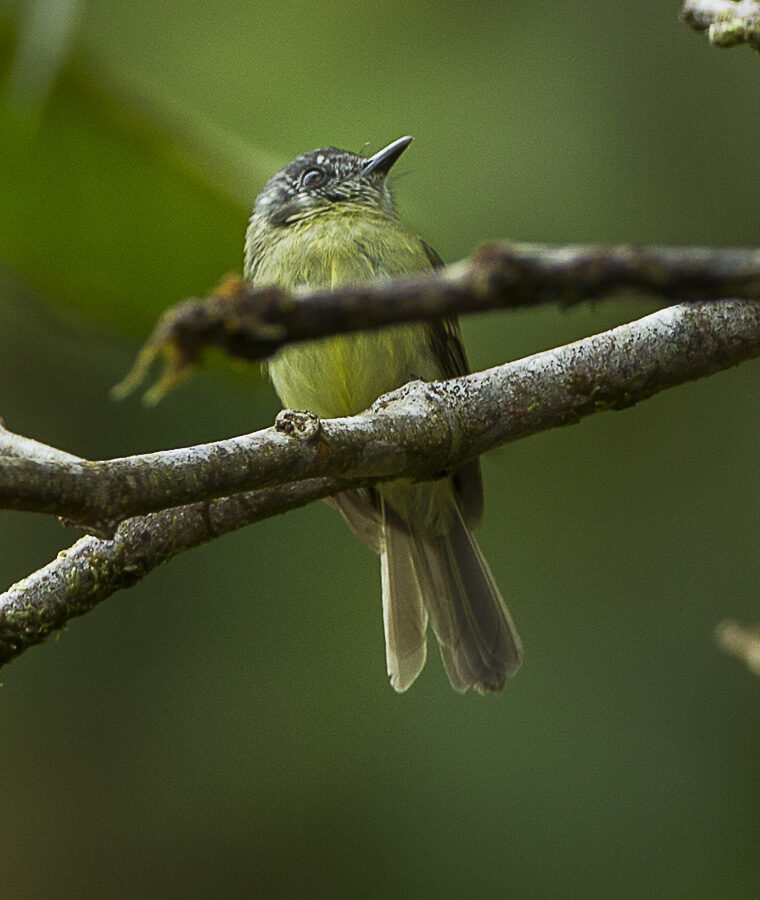 Variegated Bristle Tyrant
