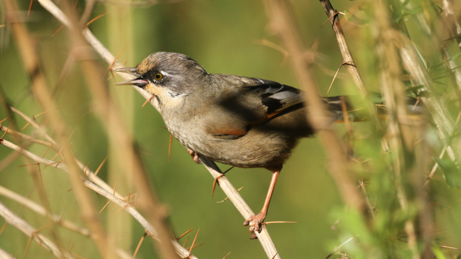 Variegated Laughingthrush