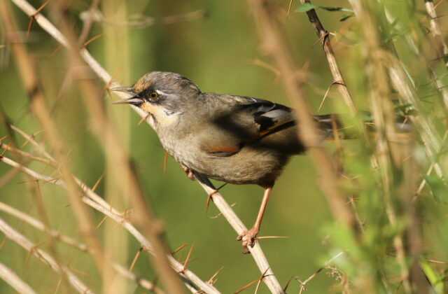 Variegated Laughingthrush