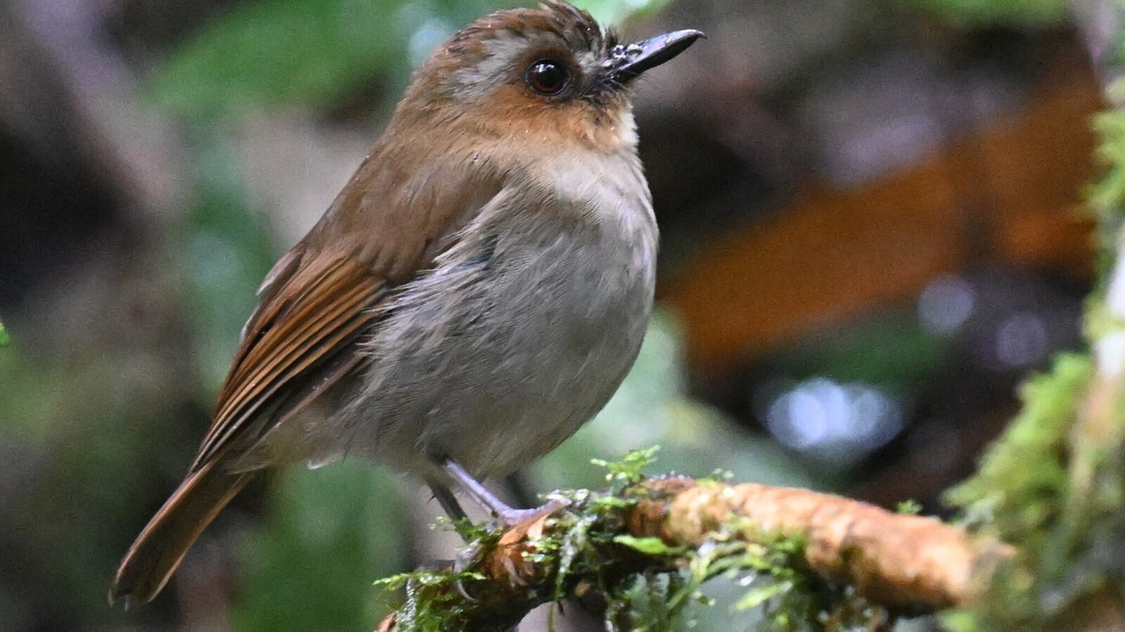 Eyebrowed Jungle Flycatcher