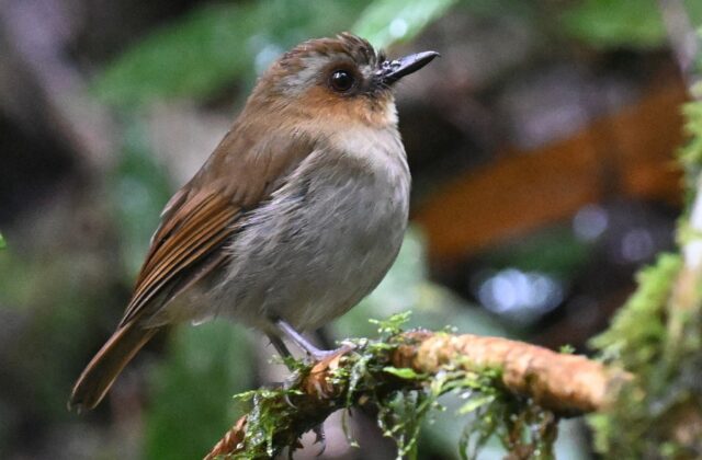 Eyebrowed Jungle Flycatcher