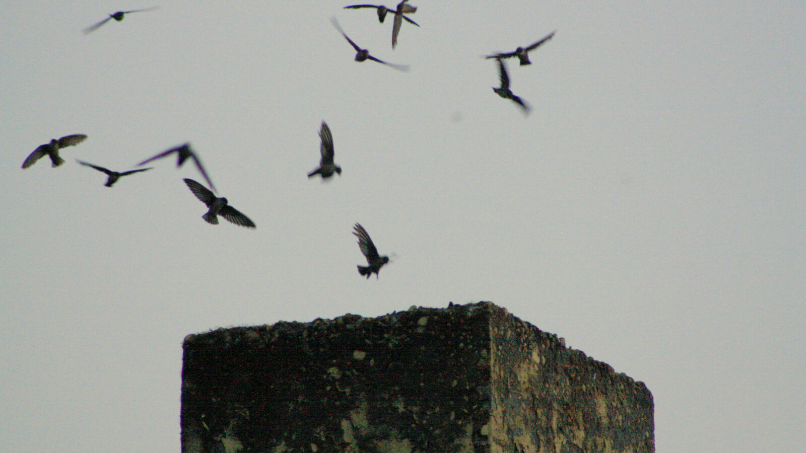 Vaux’s Swift