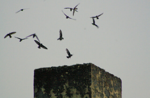 Vaux’s Swift