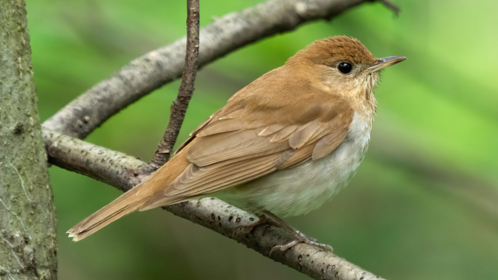 Veery