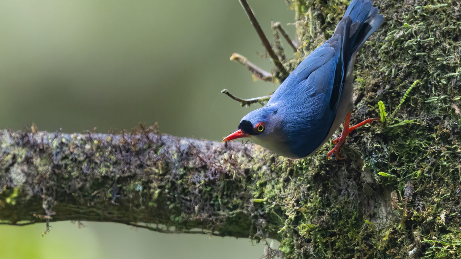 Velvet-fronted Nuthatch