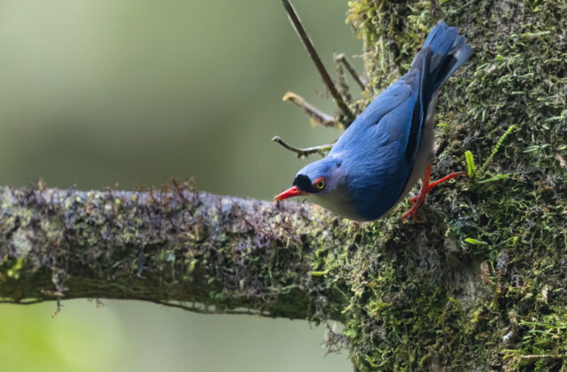 Velvet-fronted Nuthatch