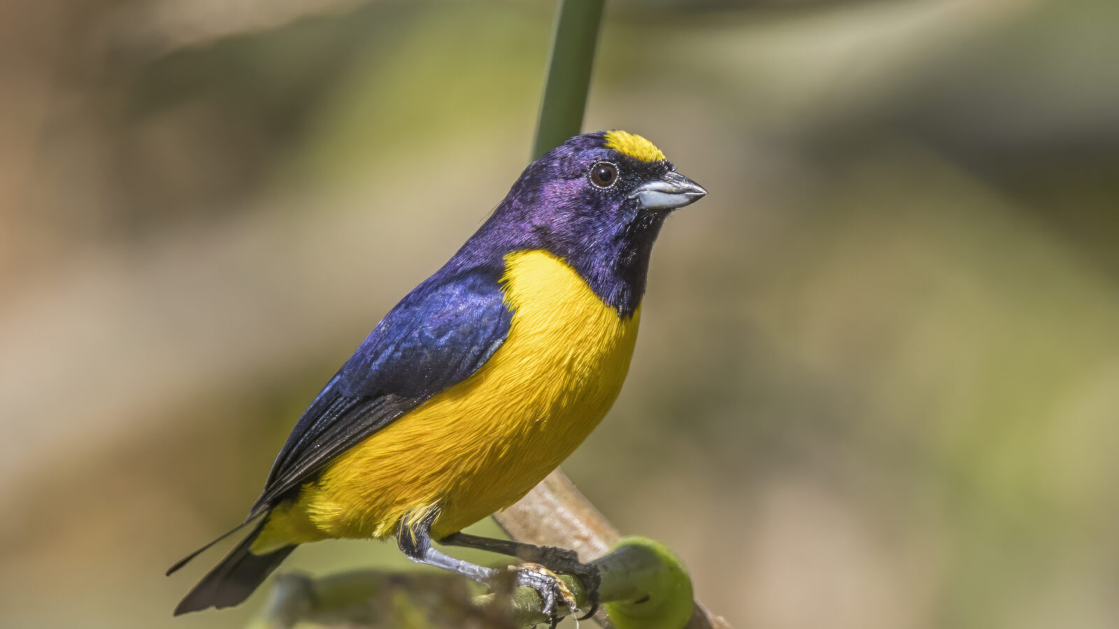 Velvet-fronted Euphonia