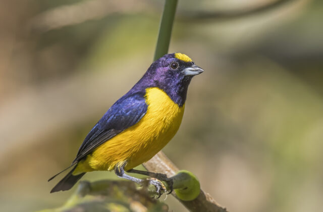 Velvet-fronted Euphonia