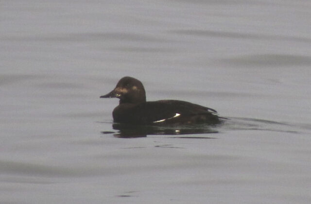 Velvet Scoter