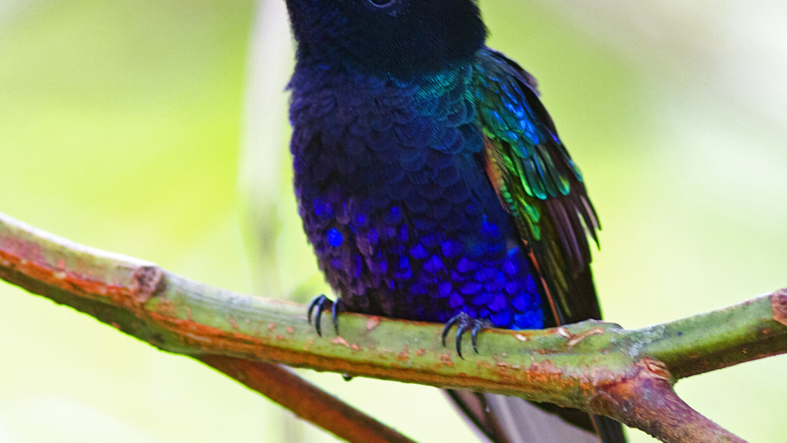 Velvet-purple Coronet
