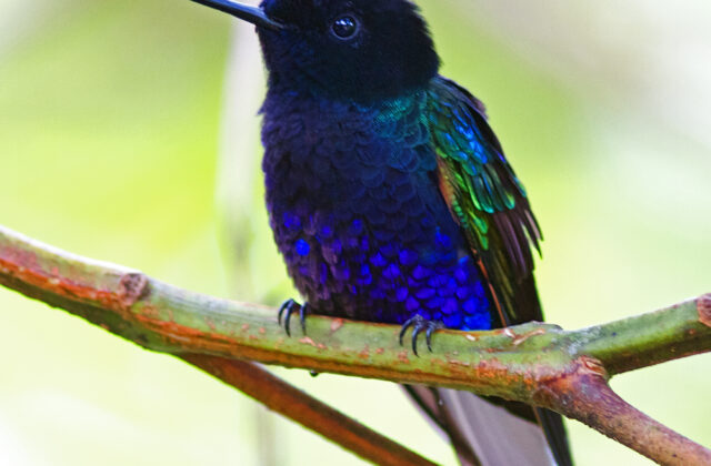 Velvet-purple Coronet