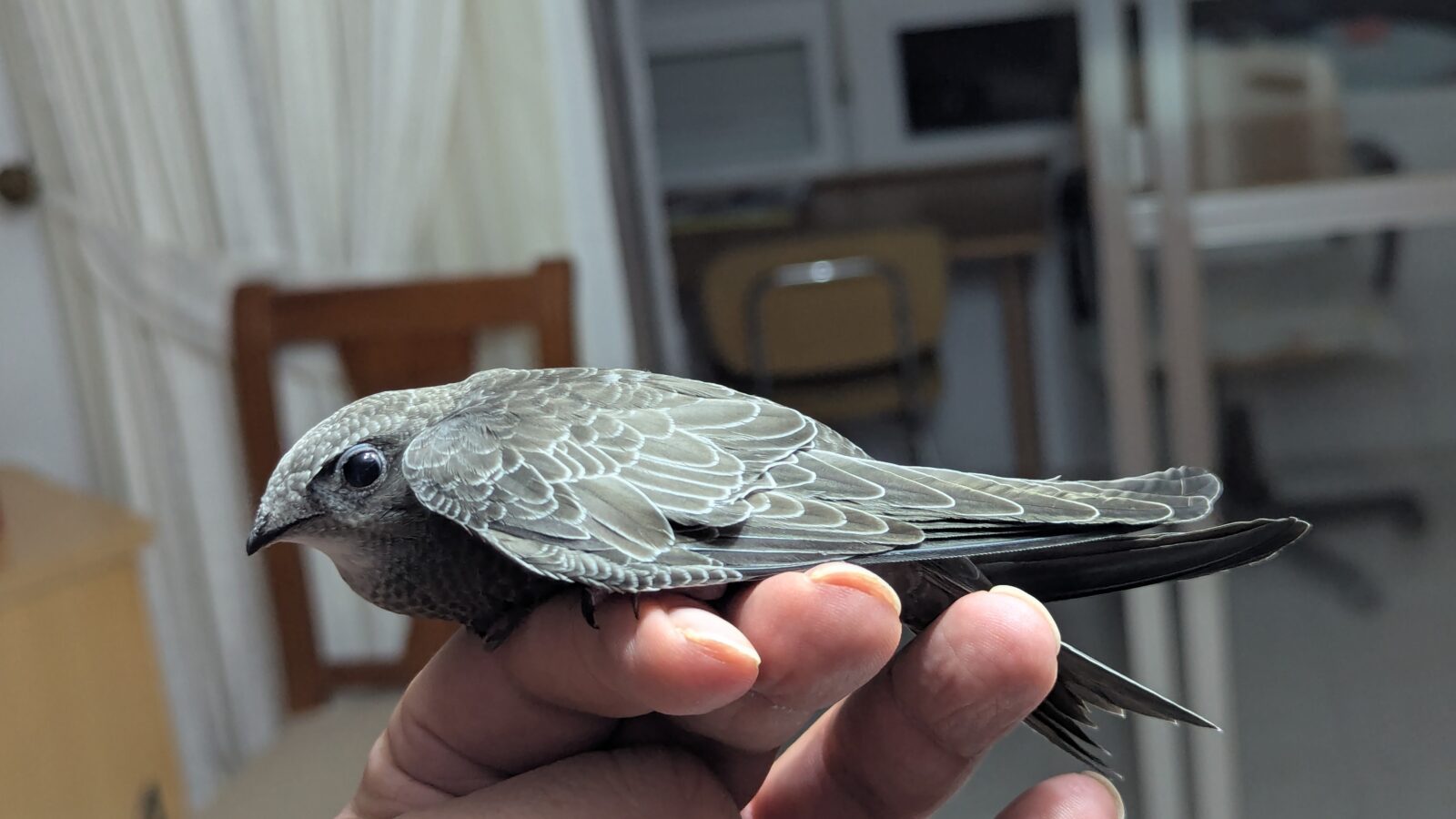 Pallid Swift